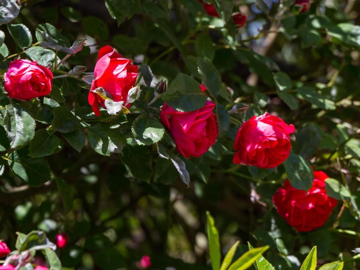 ОТЗЫВЫ Гостиница ГОСТЕВОЙ ДОМ LA ROSE Алушта, 1255 реальных отзывов.