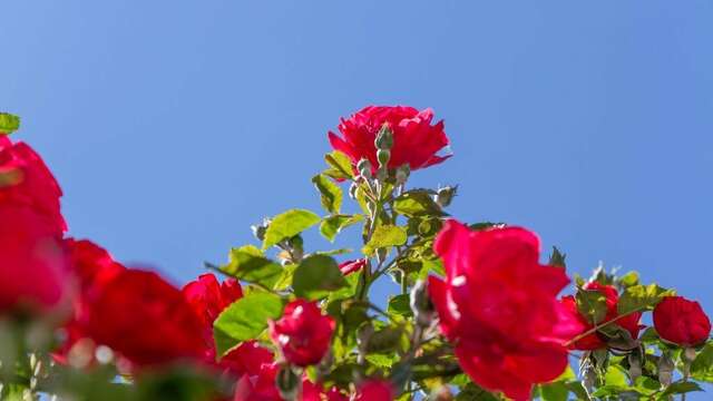 Гостиница La Rose Алушта-63