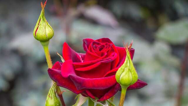 Гостиница La Rose Алушта-29